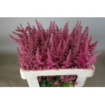 Astilbe Loud N Proud 55cm