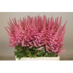 Astilbe Loud N Proud 65cm