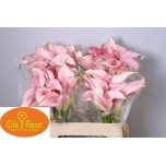 Zantedeschia Kalla Pink Design 55cm