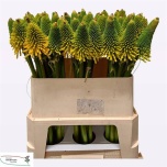 Kniphofia Tõrvikliilia Happy Halloween 75cm