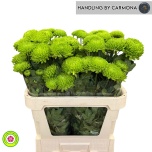 Chrysanthemum Krüsanteem BL Bombellini 50g*10