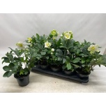Helleborus Lumeroos happy day 12cm
