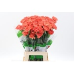Dianthus Nelk ST HERMES ORANGE (CO)*20