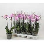 Phalaenopsis multifloratypes beaution 12cm 2OV