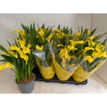 Zantedeschia Kalla Sunclub 14cm