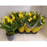 Zantedeschia Kalla Sunclub 14cm