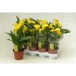 Zantedeschia Kalla Sunclub 14cm