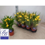 Zantedeschia Kalla Sunclub 14cm