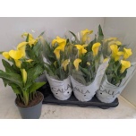 Zantedeschia Kalla Sunclub 14cm