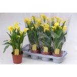 Zantedeschia Kalla Sunclub 14cm