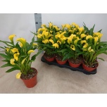 Zantedeschia Kalla Sunclub 14cm