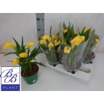Zantedeschia Kalla Sunclub 14cm