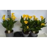 Zantedeschia Kalla Sunclub 19cm