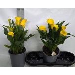 Zantedeschia Kalla Sunclub 19cm