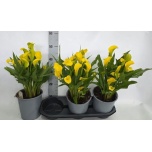 Zantedeschia Kalla Sunclub 19cm