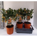Citrus overig 21cm