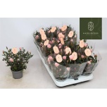 Rosa Potiroos rosaroma pink 10,5cm