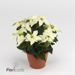 Euphorbia pulch Jõulutäht princettia pure white 11cm
