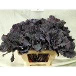 Brassica Kapsas Black Leaf 60cm