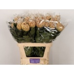 Chrysanthemum Krüsanteem BL Vienna Copper 100gr*10