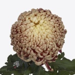 Chrysanthemum Krüsanteem BL Vienna Copper 85gr*10