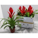 Vriesea Vriisea Venga 12cm