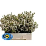 Chamelaucium Sidrunmürt Ella 50cm