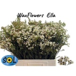 Chamelaucium Sidrunmürt Ella 60cm