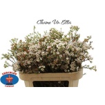 Chamelaucium Sidrunmürt Ella 70cm