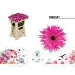 Gerbera MS Bouquet*20