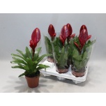 Vriesea Vriisea Porto 12cm
