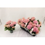 Hydrangea Hortensia macr magical revolution 12cm