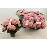 Hydrangea Hortensia macr magical revolution 12cm