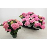 Hydrangea Hortensia macr magical revolution 12cm