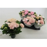 Hydrangea Hortensia macr magical revolution 12cm