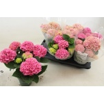 Hydrangea Hortensia macr magical revolution 12cm