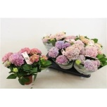 Hydrangea Hortensia macr magical revolution 12cm