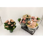 Hydrangea Hortensia macr magical revolution 14cm