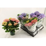 Hydrangea Hortensia macr magical revolution 14cm
