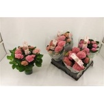 Hydrangea Hortensia macr magical revolution 14cm