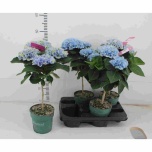 Hydrangea Hortensia macr magical revolution 14cm