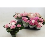 Hydrangea Hortensia macr magical revolution 10,5cm