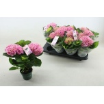 Hydrangea Hortensia macr magical revolution 10,5cm