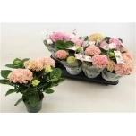 Hydrangea Hortensia macr magical revolution 10,5cm