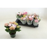 Hydrangea Hortensia macr magical revolution 10,5cm