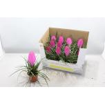 Tillandsia cyanea vincent 9cm