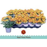 Chrysanthemum Krüsanteem Hoihoi 12cm