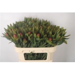 Leucadendron Valgepuu Ayoba Afrcan Sky 70cm