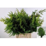Chamaecyparis Stewarti Bs 45cm