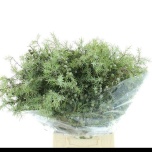 Juniperus Kadakas 55cm pk